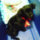 Chorkie Puppies for sale in Little Rock, AR, USA. price: $160