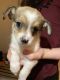 Chorkie Puppies for sale in North Las Vegas, NV 89030, USA. price: $250