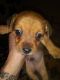 Chorkie Puppies for sale in Kings Mountain, NC 28086, USA. price: $250