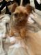 Chorkie Puppies for sale in 344 Lefferts Ave, Brooklyn, NY 11225, USA. price: $500