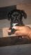 Chorkie Puppies for sale in Brooksville, FL 34601, USA. price: NA