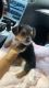 Chorkie Puppies for sale in Coral Springs, FL, USA. price: NA