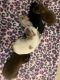 Chorkie Puppies for sale in Elizabeth City, NC 27909, USA. price: $350