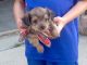 Chorkie Puppies for sale in 224 Sandy Way, Red Oak, TX 75154, USA. price: $380