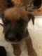 Chorkie Puppies for sale in Aiken, SC, USA. price: $500