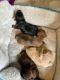 Chorkie Puppies for sale in Waterville, WA 98858, USA. price: NA