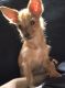 Chorkie Puppies for sale in New York, NY, USA. price: $1,200