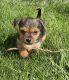 Chorkie Puppies for sale in Montrose, CO, USA. price: $450