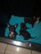 Chorkie Puppies for sale in Tarpon Springs, FL, USA. price: $480