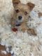 Chorkie Puppies for sale in Auburn, AL, USA. price: $900