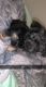 Chorkie Puppies for sale in Woodruff, SC 29388, USA. price: $200
