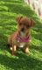 Chorkie Puppies for sale in Simpsonville, SC, USA. price: $500