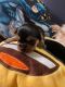 Chorkie Puppies for sale in New York, NY, USA. price: $700