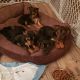 Chorkie Puppies for sale in Bristol, PA 19007, USA. price: $800