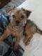 Chorkie Puppies for sale in Rialto, CA 92377, USA. price: $500