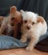 Chorkie Puppies for sale in 8766 Wicklow Ln, Dublin, CA 94568, USA. price: $500