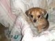 Chorkie Puppies for sale in Colbert, GA 30628, USA. price: $250