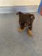 Chorkie Puppies for sale in Parkersburg, WV, USA. price: $800