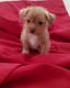 Chorkie Puppies for sale in CA-18, Apple Valley, CA, USA. price: NA