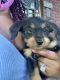 Chorkie Puppies for sale in Redford Charter Twp, MI, USA. price: $1,200