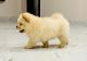 Chow Chow Puppies for sale in Guntur, Andhra Pradesh, India. price: 80000 INR