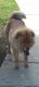 Chow Chow Puppies for sale in Irvine, CA, USA. price: NA