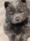 Chow Chow Puppies for sale in Gary, IN, USA. price: $700