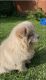 Chow Chow Puppies for sale in Youngstown, OH 44512, USA. price: $2