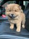 Chow Chow Puppies for sale in Miami, FL, USA. price: NA