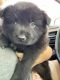 Chow Chow Puppies for sale in Phoenix, AZ 85009, USA. price: $900