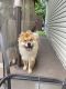 Chow Chow Puppies for sale in Lockport, IL, USA. price: $1,500