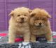 Chow Chow Puppies for sale in Capitol Heights, MD 20743, USA. price: $500