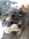 Chow Chow Puppies for sale in Greenville, SC, USA. price: $800