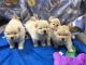 Chow Chow Puppies for sale in Center Point, AL 35215, USA. price: $500