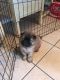 Chow Chow Puppies for sale in Franklin, OH 45005, USA. price: $800