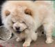 Chow Chow Puppies for sale in Manali, Himachal Pradesh, India. price: 77000 INR