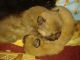 Chow Chow Puppies for sale in Eastman, GA 31023, USA. price: $600