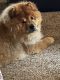 Chow Chow Puppies for sale in New Braunfels, TX, USA. price: NA