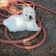 Chow Chow Puppies for sale in Ennis, TX, USA. price: NA