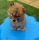 Chow Chow Puppies for sale in Cumberland, VA 23040, USA. price: $1,800
