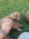 Chow Chow Puppies for sale in Lennox, SD 57039, USA. price: $1,200