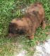 Chow Chow Puppies for sale in Los Angeles, CA, USA. price: $1,200