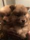 Chow Chow Puppies for sale in Pembroke, NC 28372, USA. price: $500