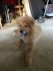 Chow Chow Puppies for sale in 3779 Grant Rd, Ellenwood, GA 30294, USA. price: $800