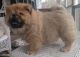 Chow Chow Puppies for sale in N Tucson Ave, Willcox, AZ 85643, USA. price: $500