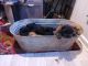 Chow Chow Puppies for sale in Staley, NC 27355, USA. price: $1,500