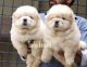 Chow Chow Puppies for sale in Bengaluru, Karnataka, India. price: 65000 INR