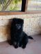 Chow Chow Puppies for sale in Corsicana, TX, USA. price: $750