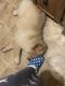 Chow Chow Puppies for sale in Charleroi, PA 15022, USA. price: $400