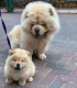 Chow Chow Puppies for sale in San Francisco, CA, USA. price: $850